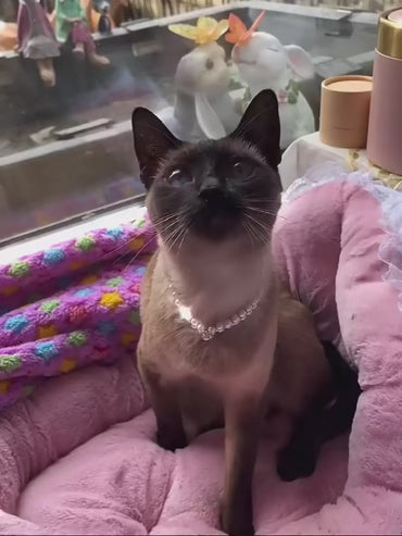 Luxury Cat Puppy Pearl Necklace Rhinestone Collar for Cats Small Dogs Ragdoll Cat Sphynx Necklaces Pet Accessories collier chat